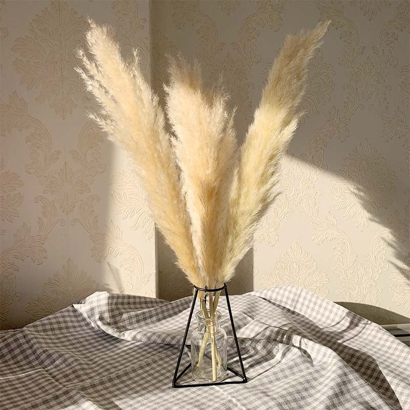 FLORA - Pampas grass natural dried flowers - Andrea's Home